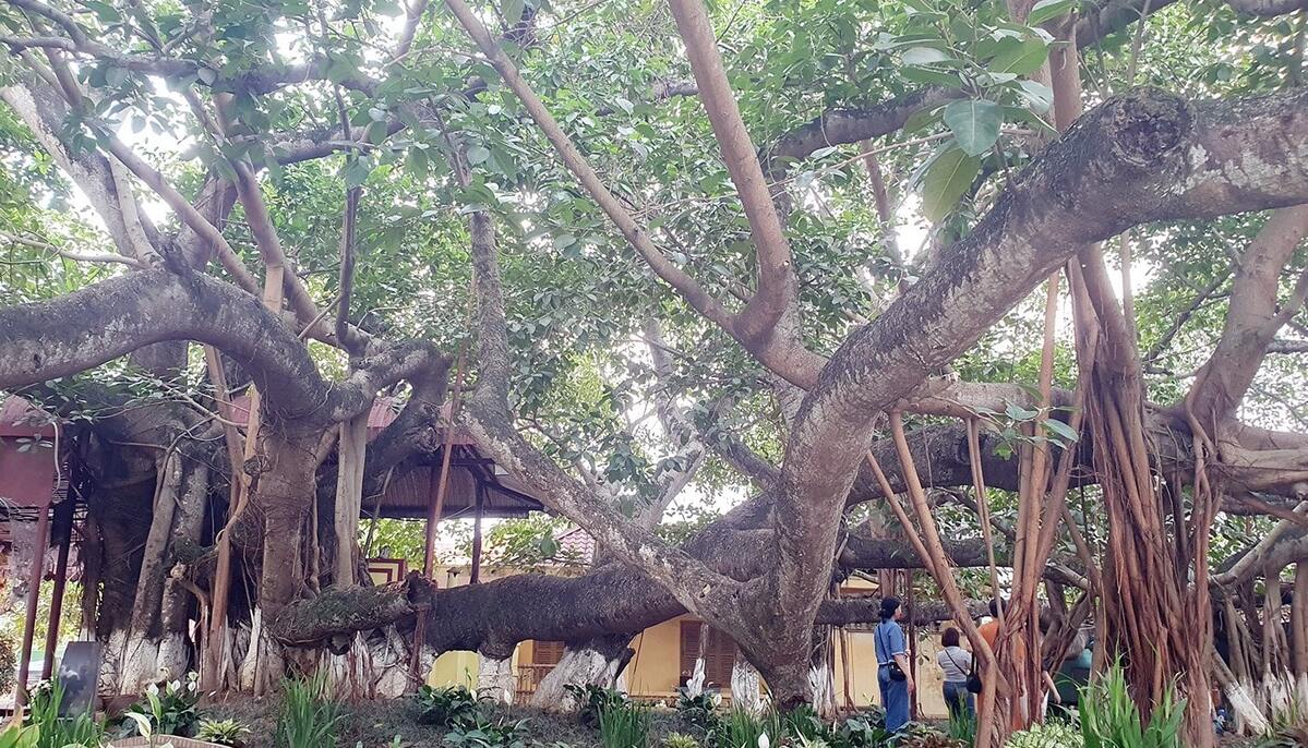 Cây đa 13 gốc: Dấu ấn linh thiêng và vẻ đẹp trầm mặc giữa lòng Tiên Lãng