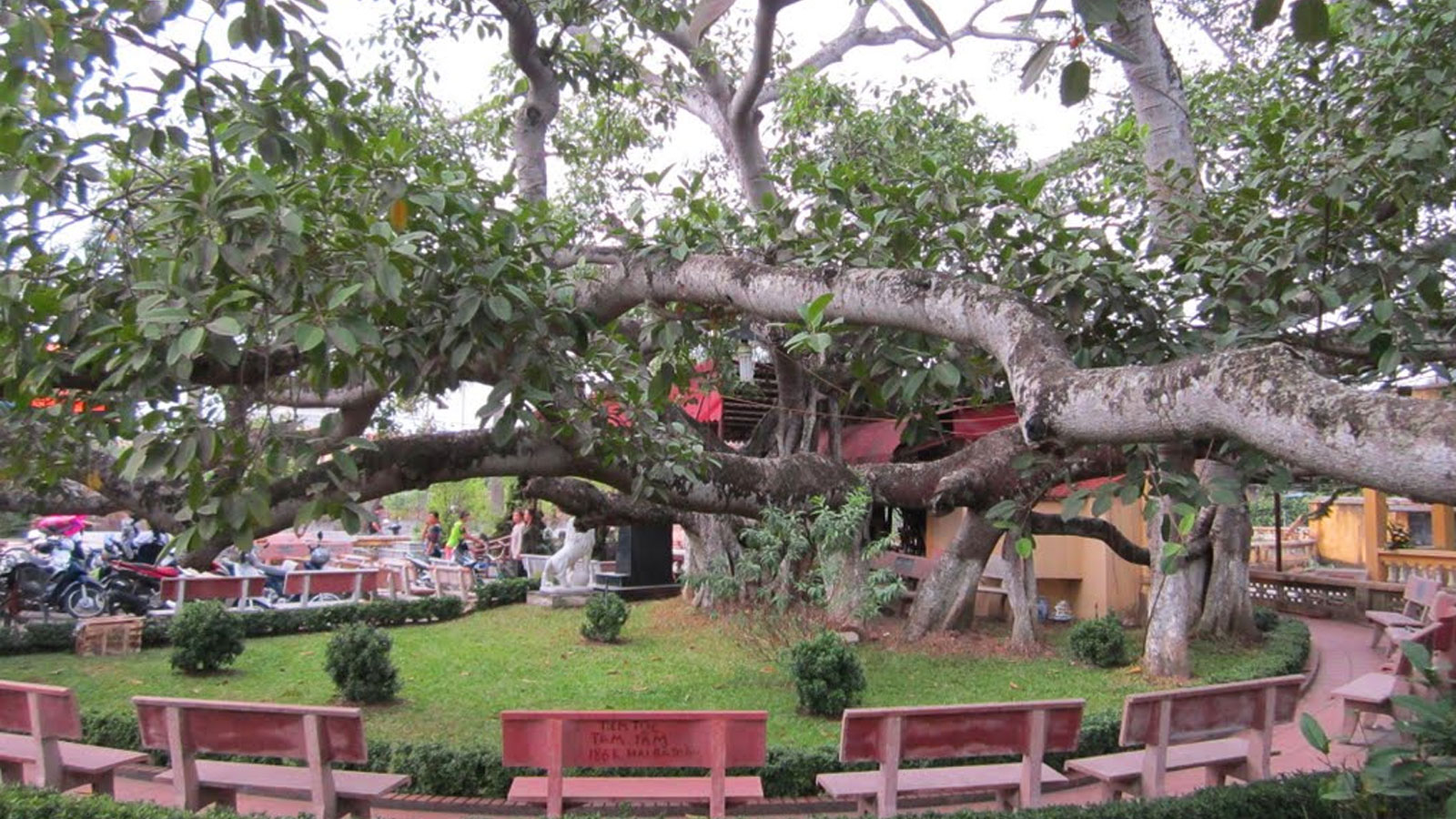 Cây đa 13 gốc: Dấu ấn linh thiêng và vẻ đẹp trầm mặc giữa lòng Tiên Lãng