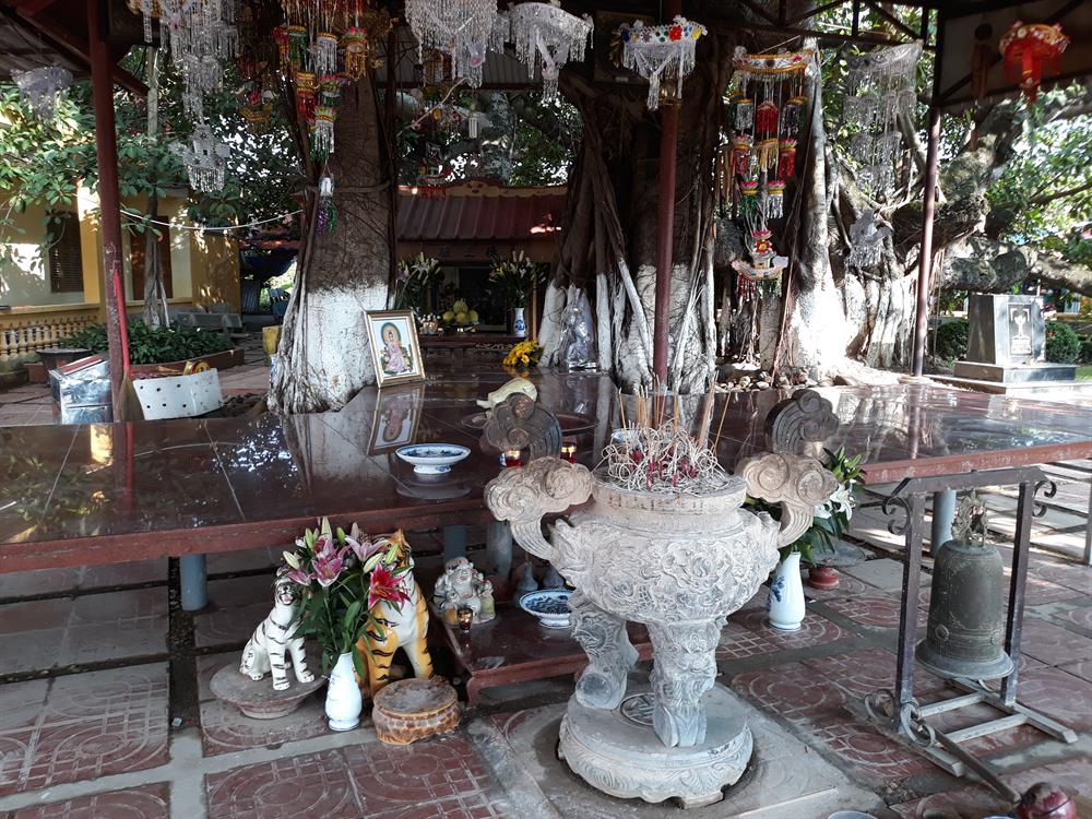 Cây đa 13 gốc: Dấu ấn linh thiêng và vẻ đẹp trầm mặc giữa lòng Tiên Lãng