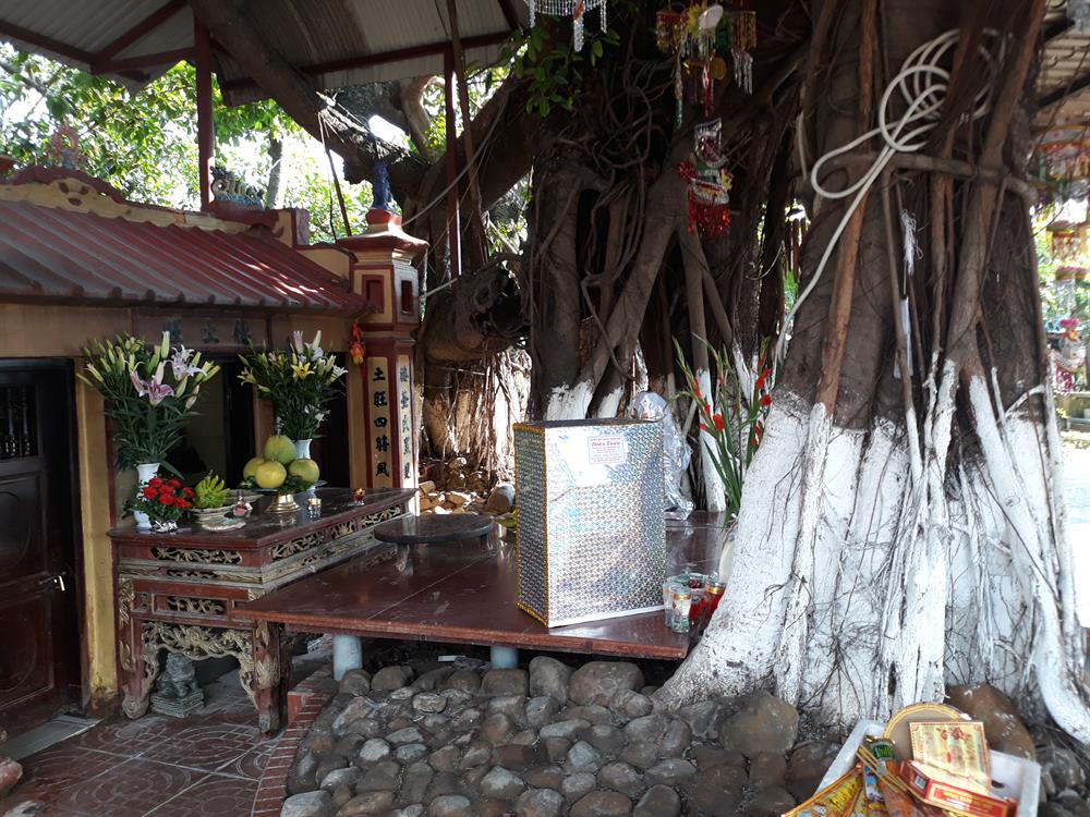 Cây đa 13 gốc: Dấu ấn linh thiêng và vẻ đẹp trầm mặc giữa lòng Tiên Lãng