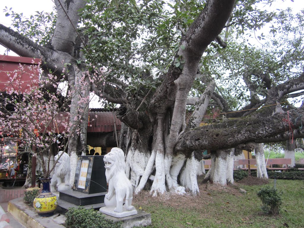 Cây đa 13 gốc: Dấu ấn linh thiêng và vẻ đẹp trầm mặc giữa lòng Tiên Lãng