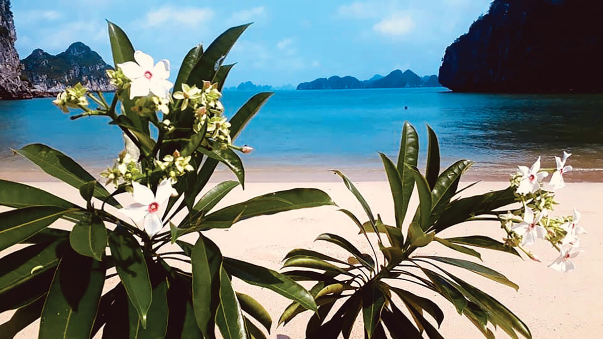 Đảo Mắt Rồng – Bức Tranh Thiên Nhiên Kỳ Vĩ Giữa Biển Trời Hoang Sơ