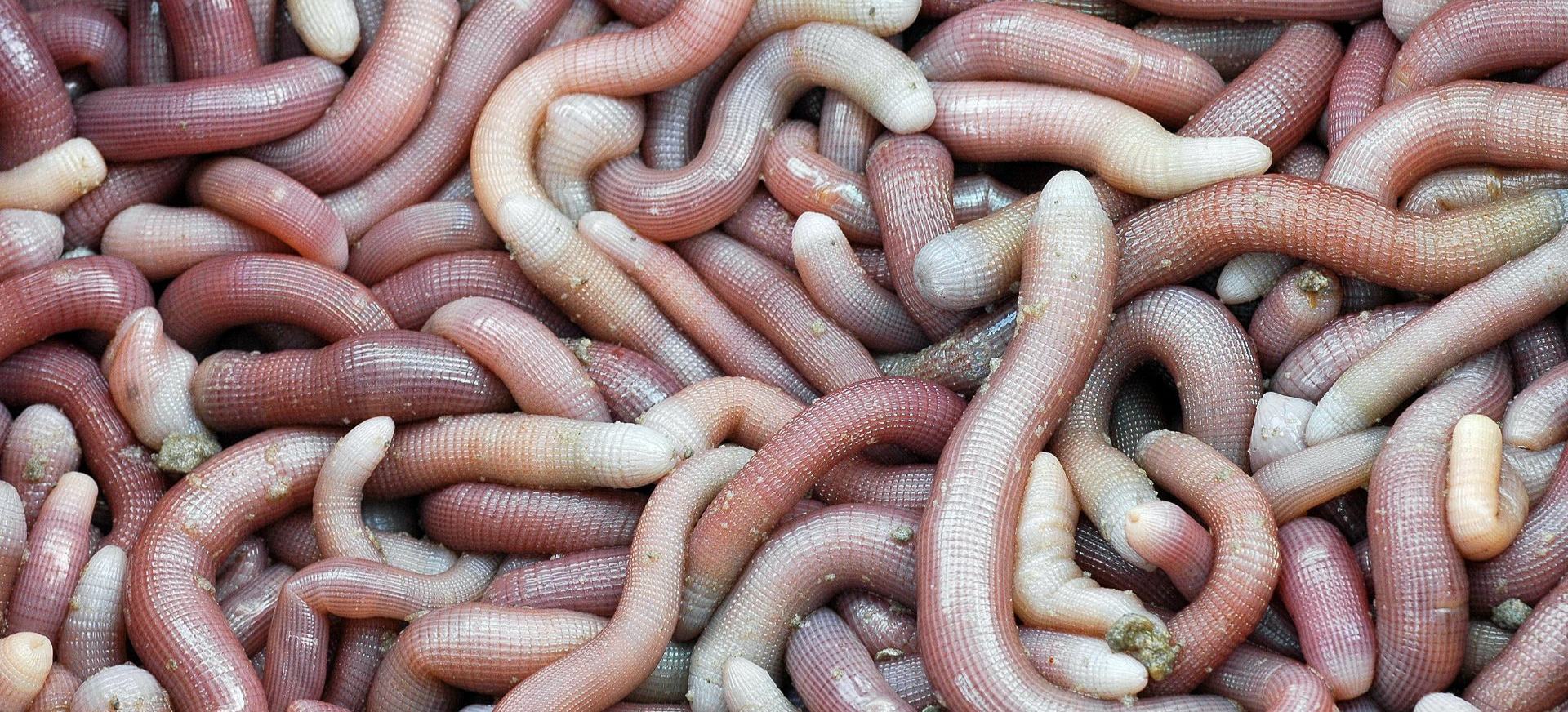 Sá sùng nướng – Hương vị biển cả thăng hoa giữa lòng Hải Phòng