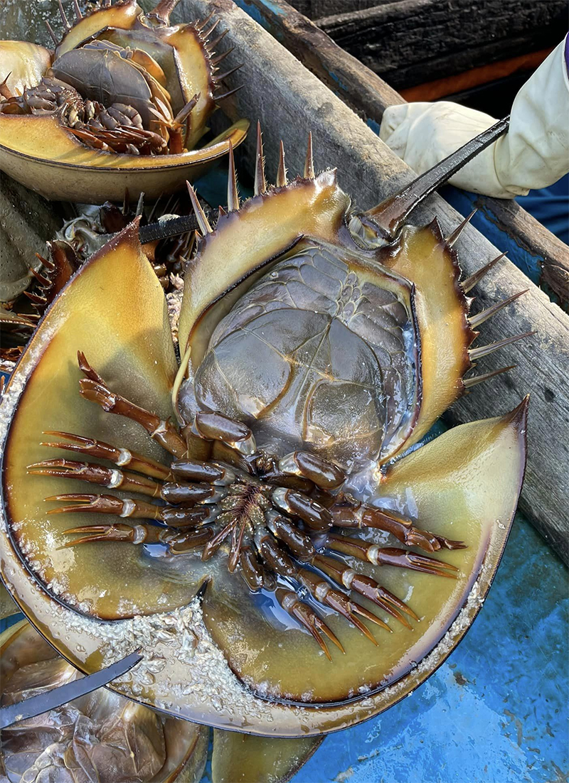 Sam biển xào chua ngọt – Dư vị mặn mòi níu chân người đến Hải Phòng